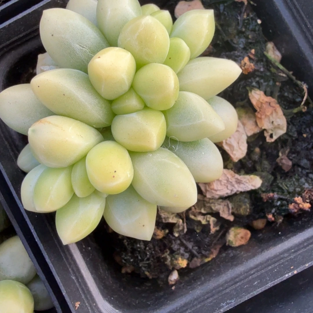 千代田锦多肉锦植物