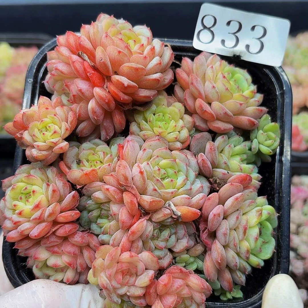 多肉植物多肉植物833