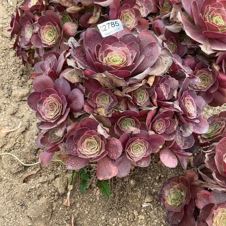 02785魅金玫瑰多肉