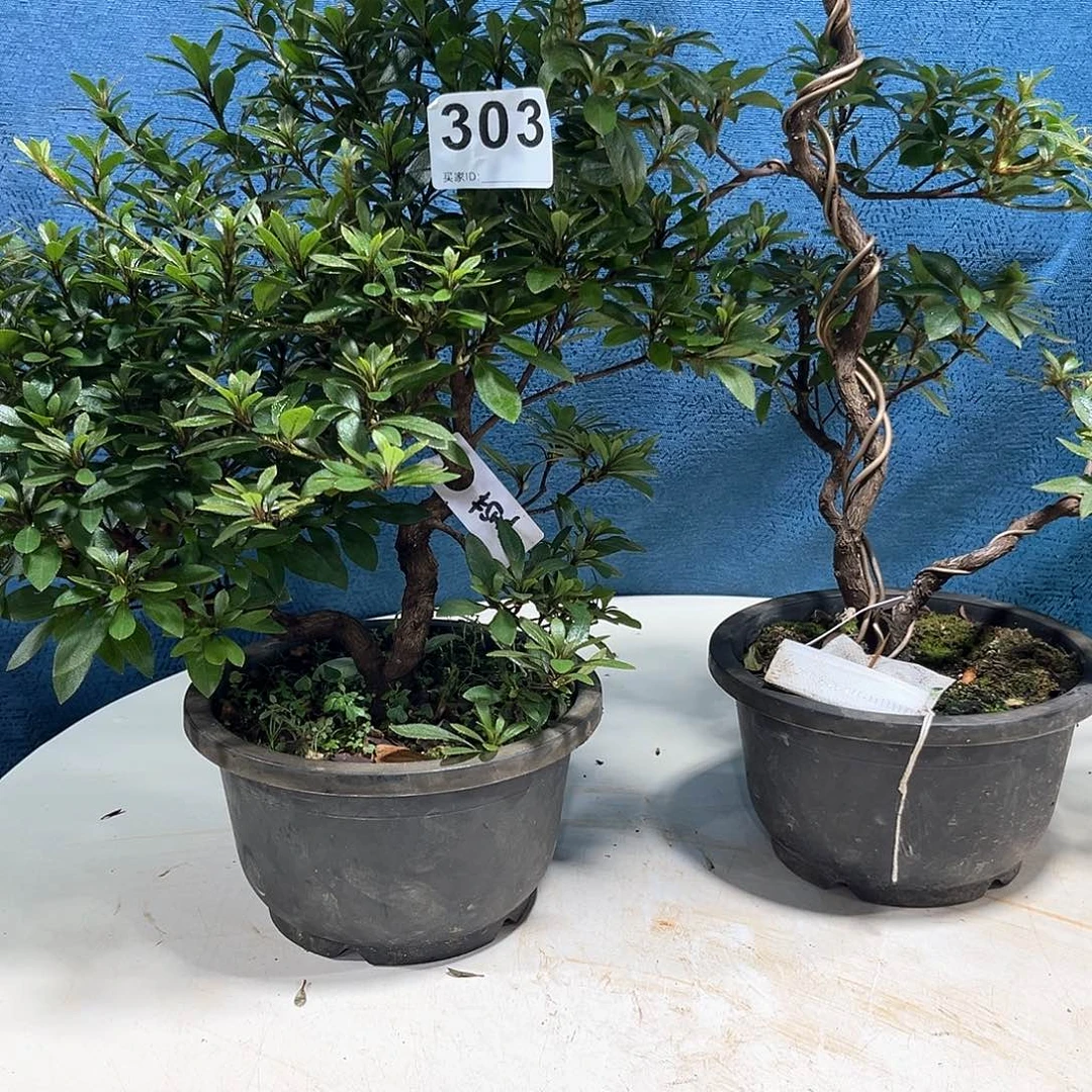 皋月杜鹃花 皋月杜鹃