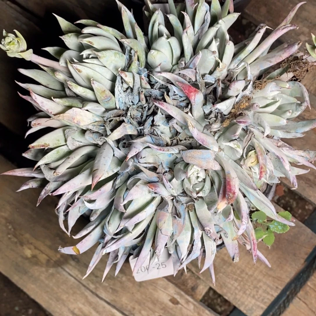 25号雪山杂福利啦