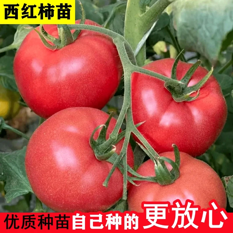 番茄苗秧苗西红柿圣女果蔬菜苗老品种沙瓤千禧果超甜四季阳台盆栽