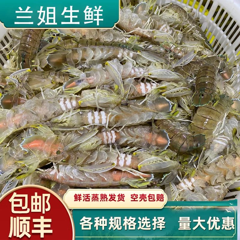 虾爬子中号公母混皮皮虾鲜活东港本地发货保鲜不保活顺丰包邮