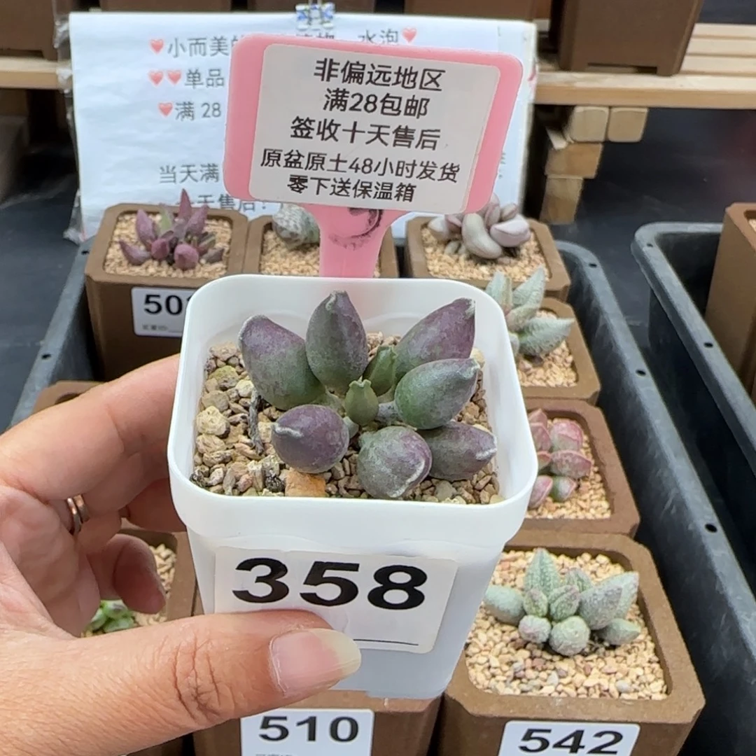 随***缘358三代紫海报多肉植物
