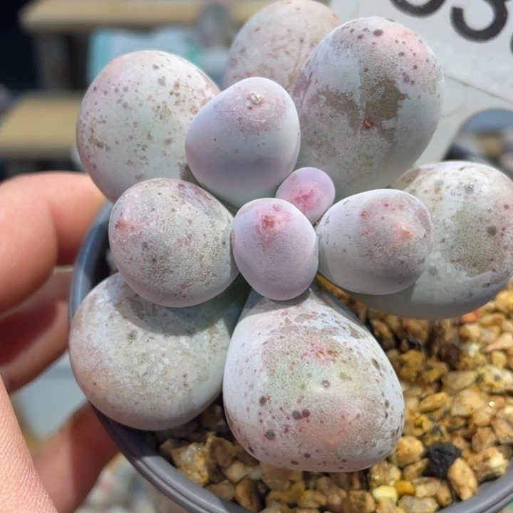 韩货米可638号的多肉啊啊