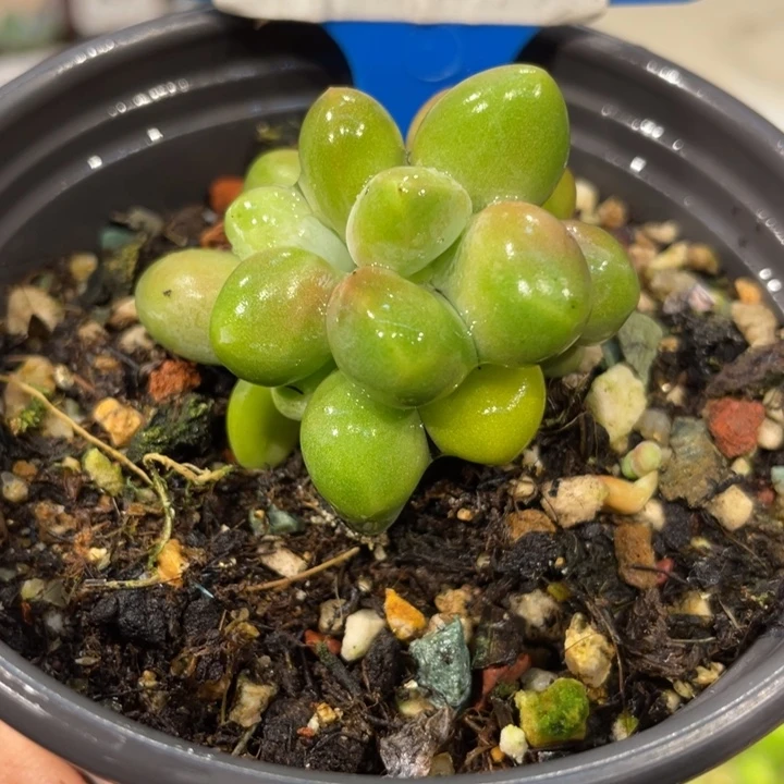 芒果299号的啊啊多肉啊啊