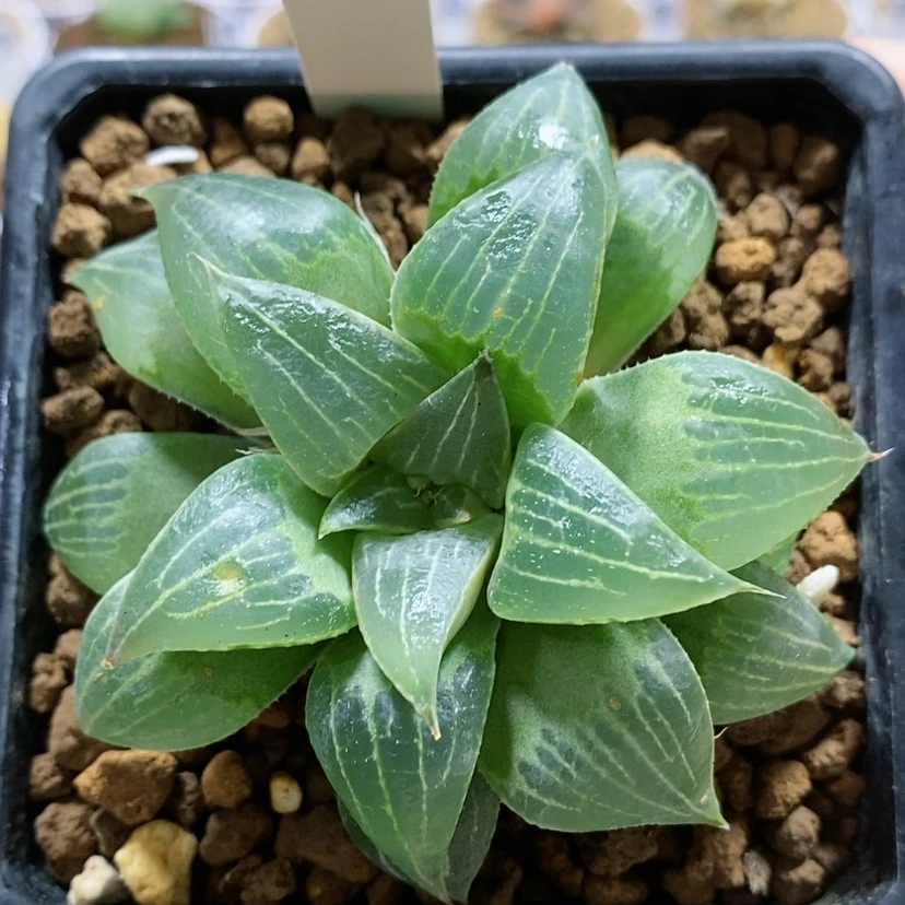 【闪购商品】16葫芦寿