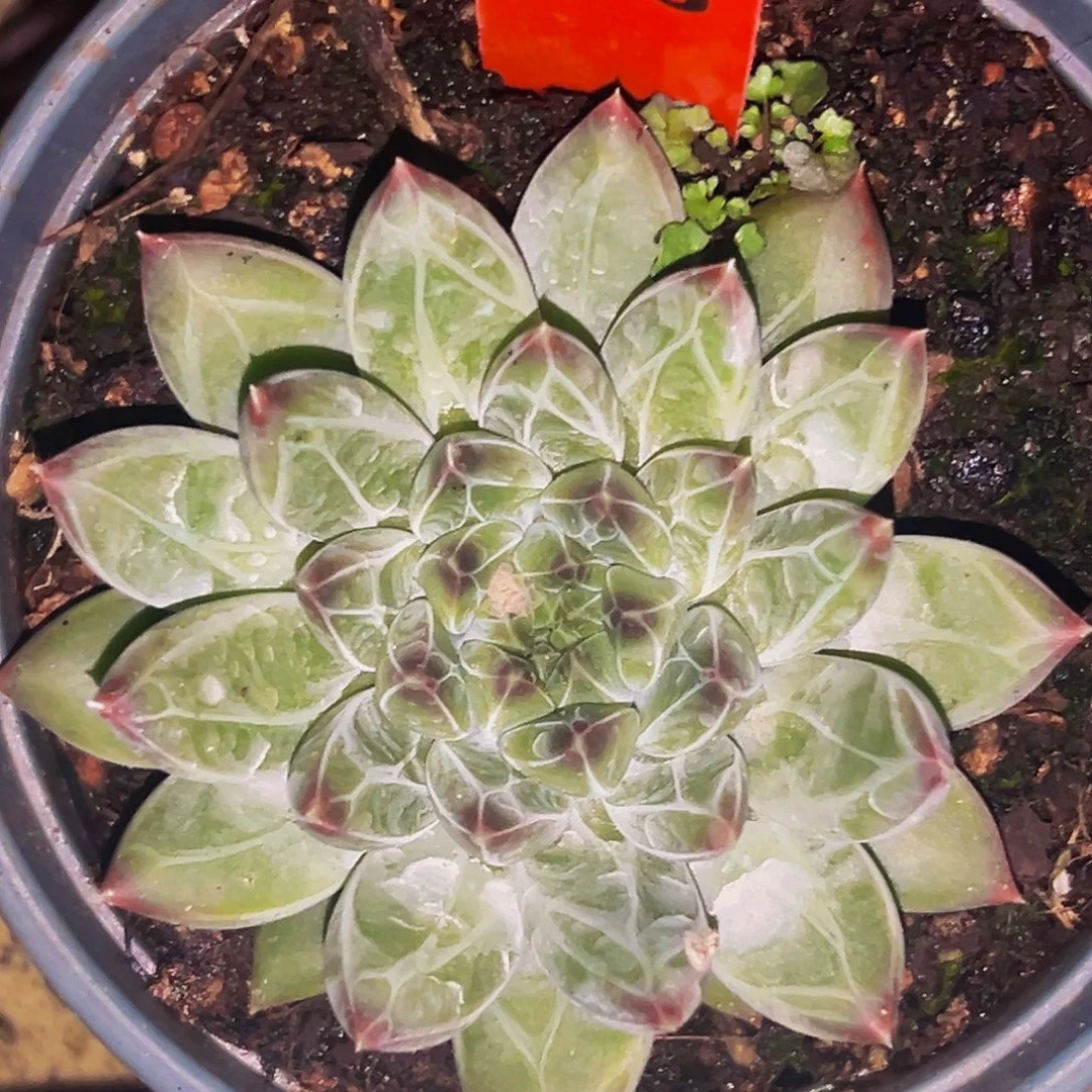 桔云多肉美人精品系列