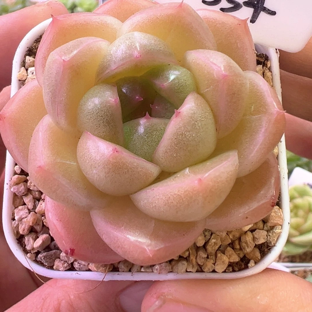 354号m100珍妮晗雨多肉