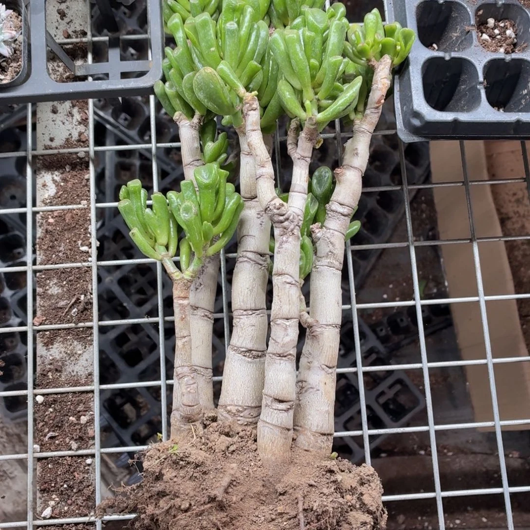大吸财树多肉9.9包邮发货