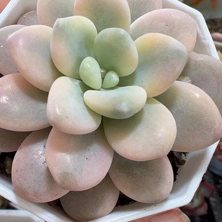 洛神即可他们肉植物多肉