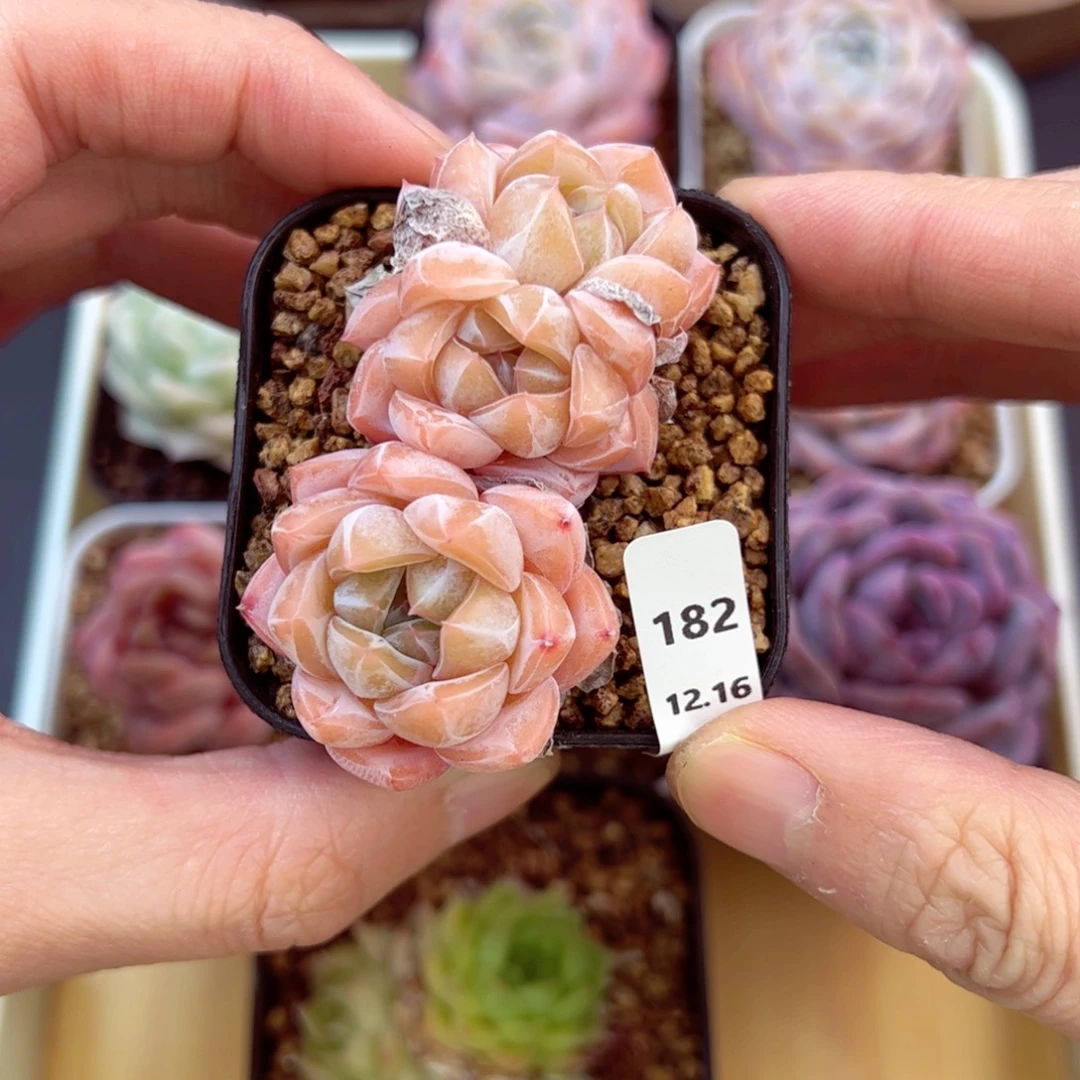 好好看182、哈哈哈哈