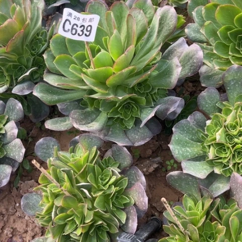 639枚金玫瑰不包断枝