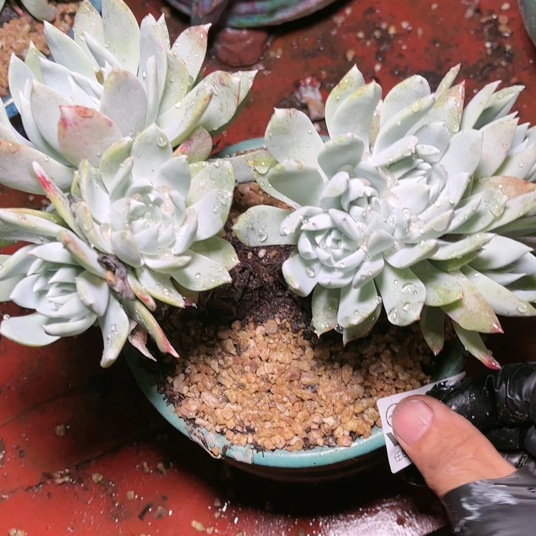 9413花朵杂交多肉