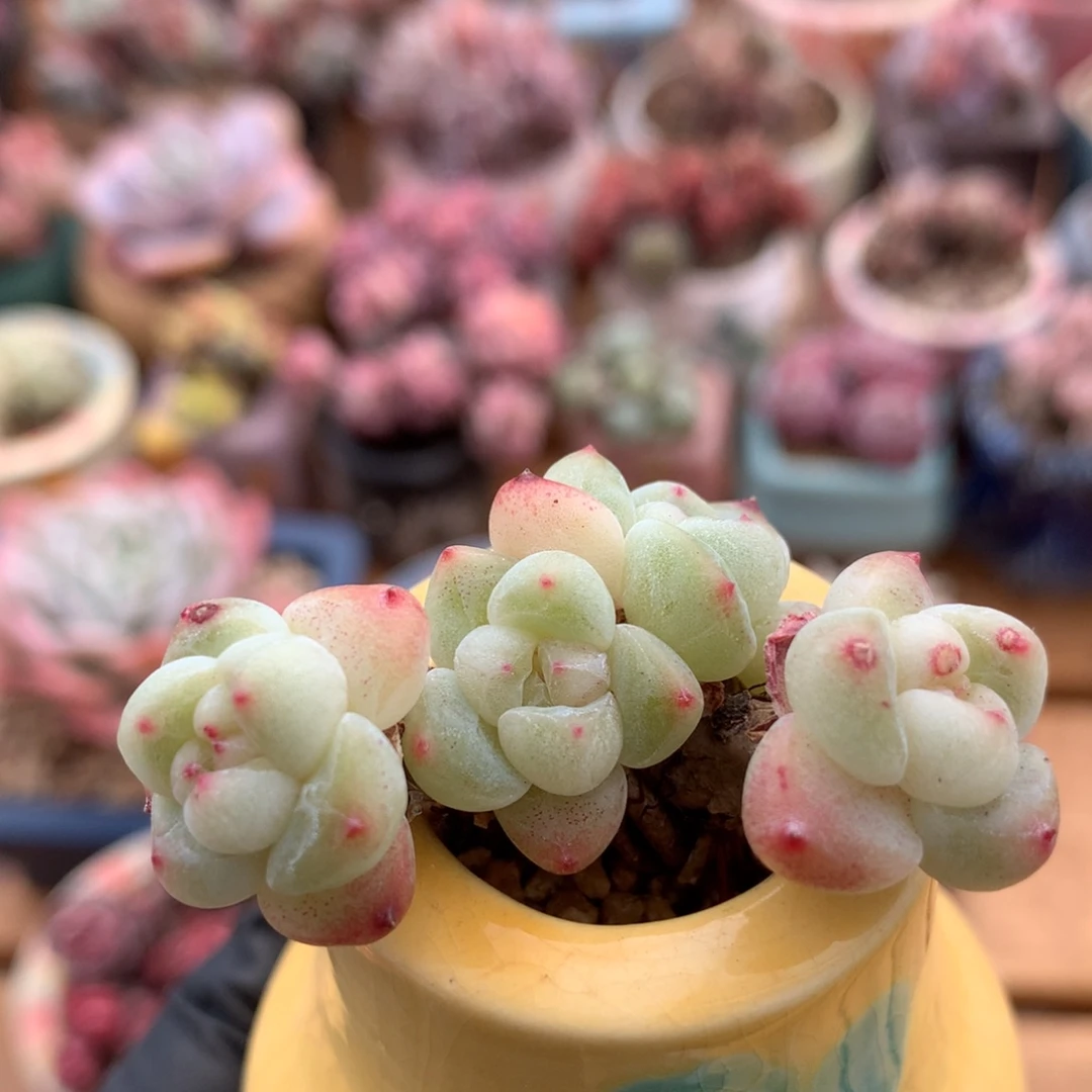 美梦一物一拍 038