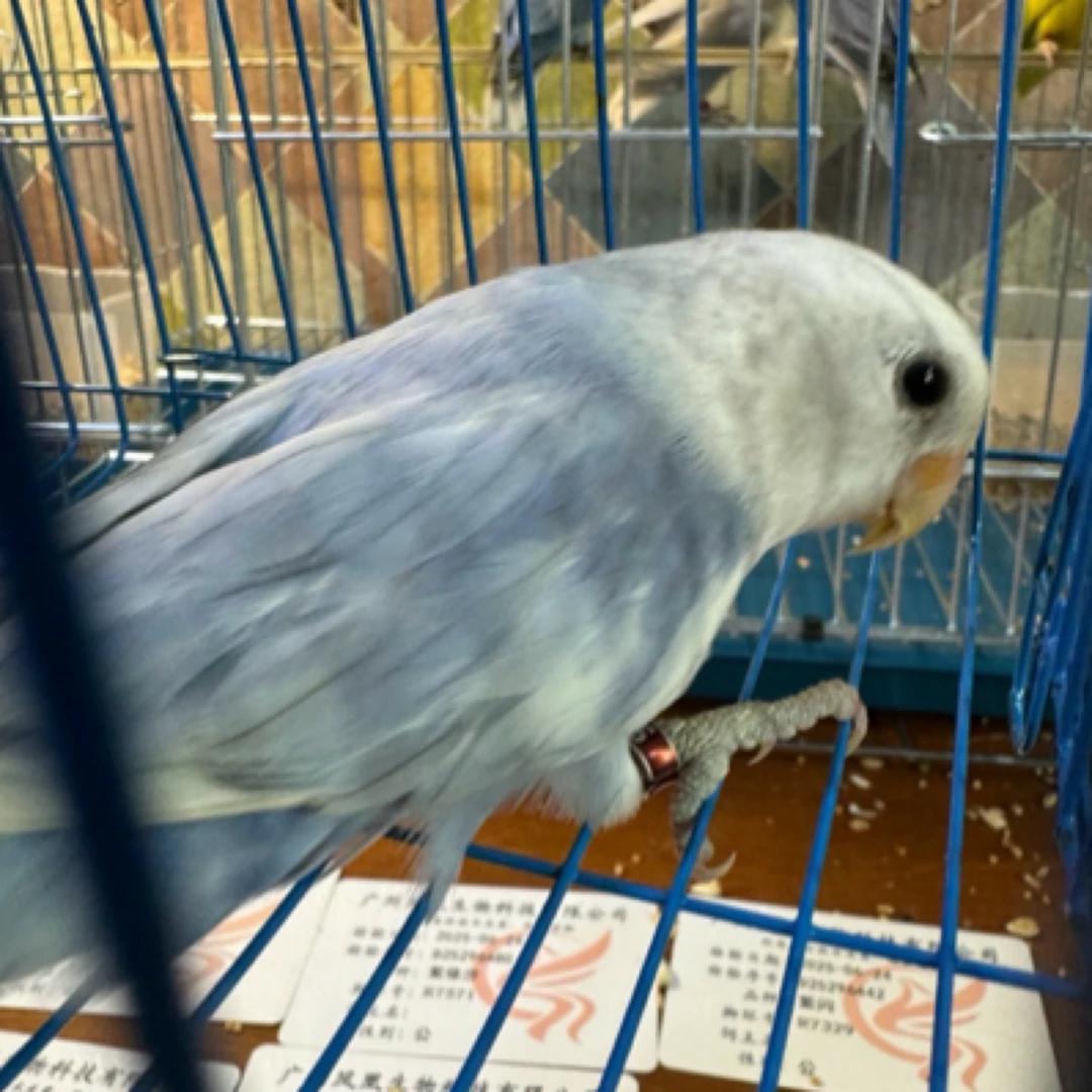 特色牡丹鹦鹉 紫闪派