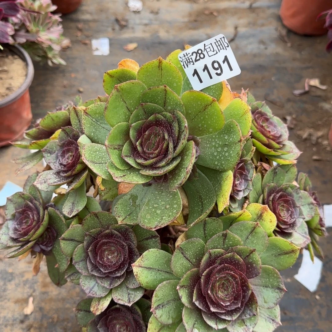 万拉丝厚款多肉1491满28包邮断枝不包