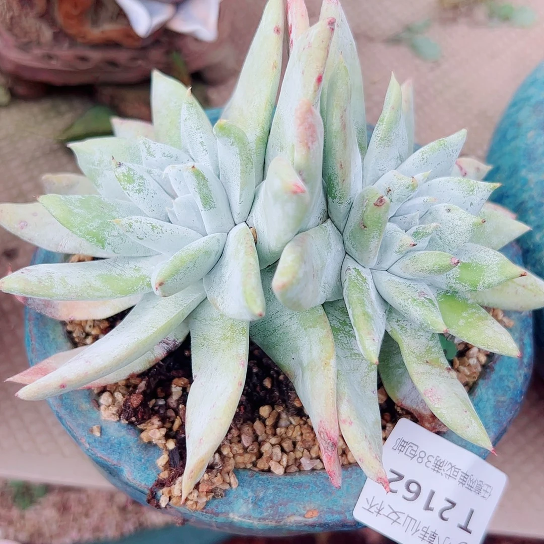 2162思铂柔丽仙女杯