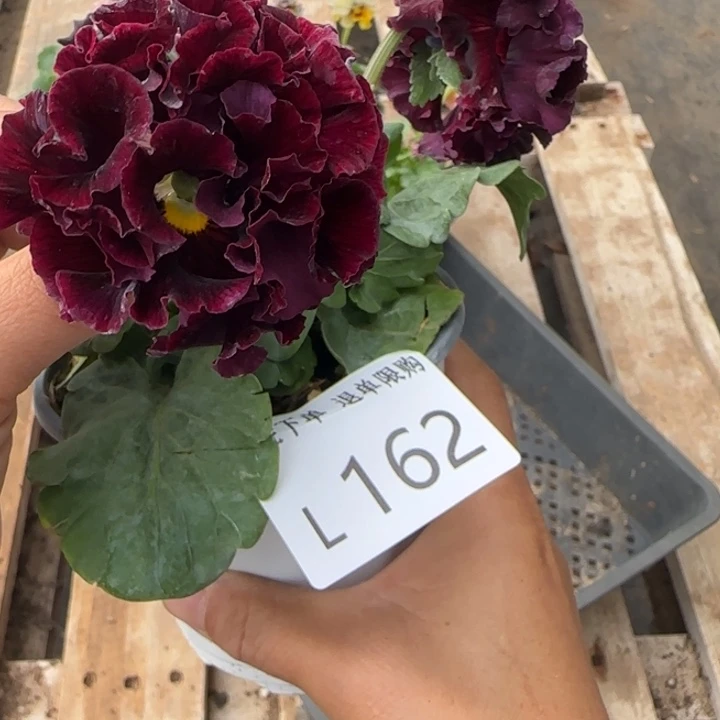 无花朵L162角堇小苗一物一拍苗晃