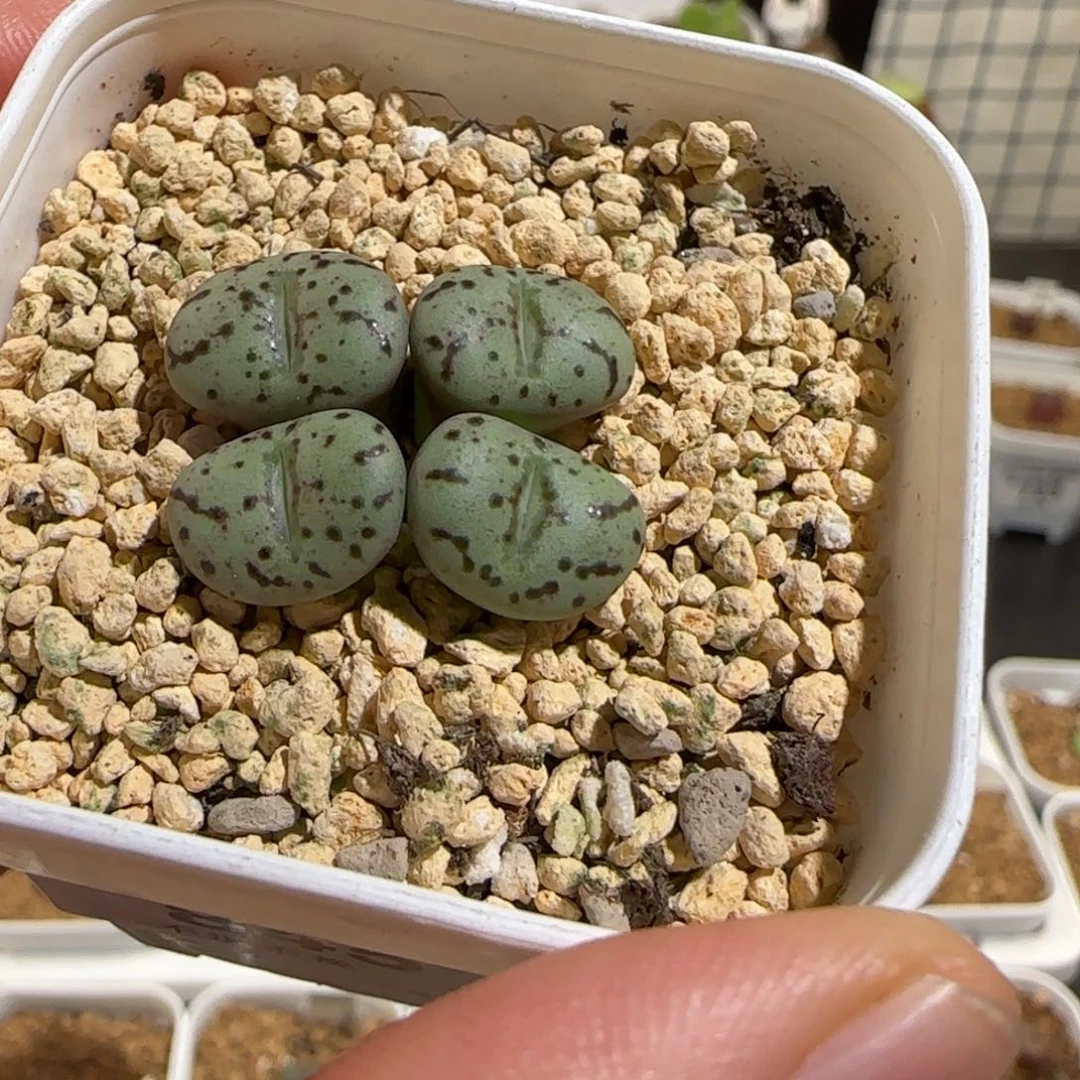 肉锥多肉植物组合-荷叶845