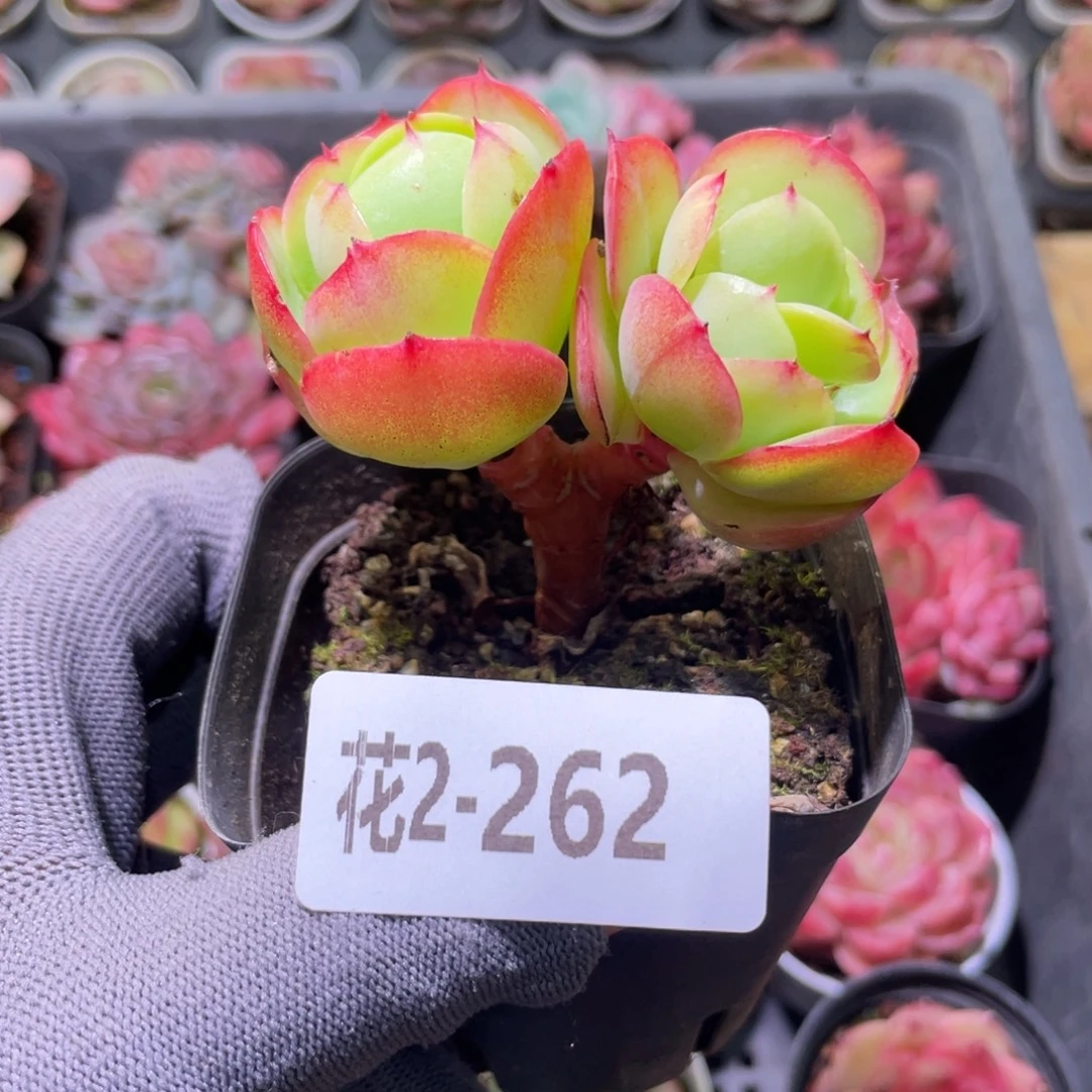 花利美2-262碧桃