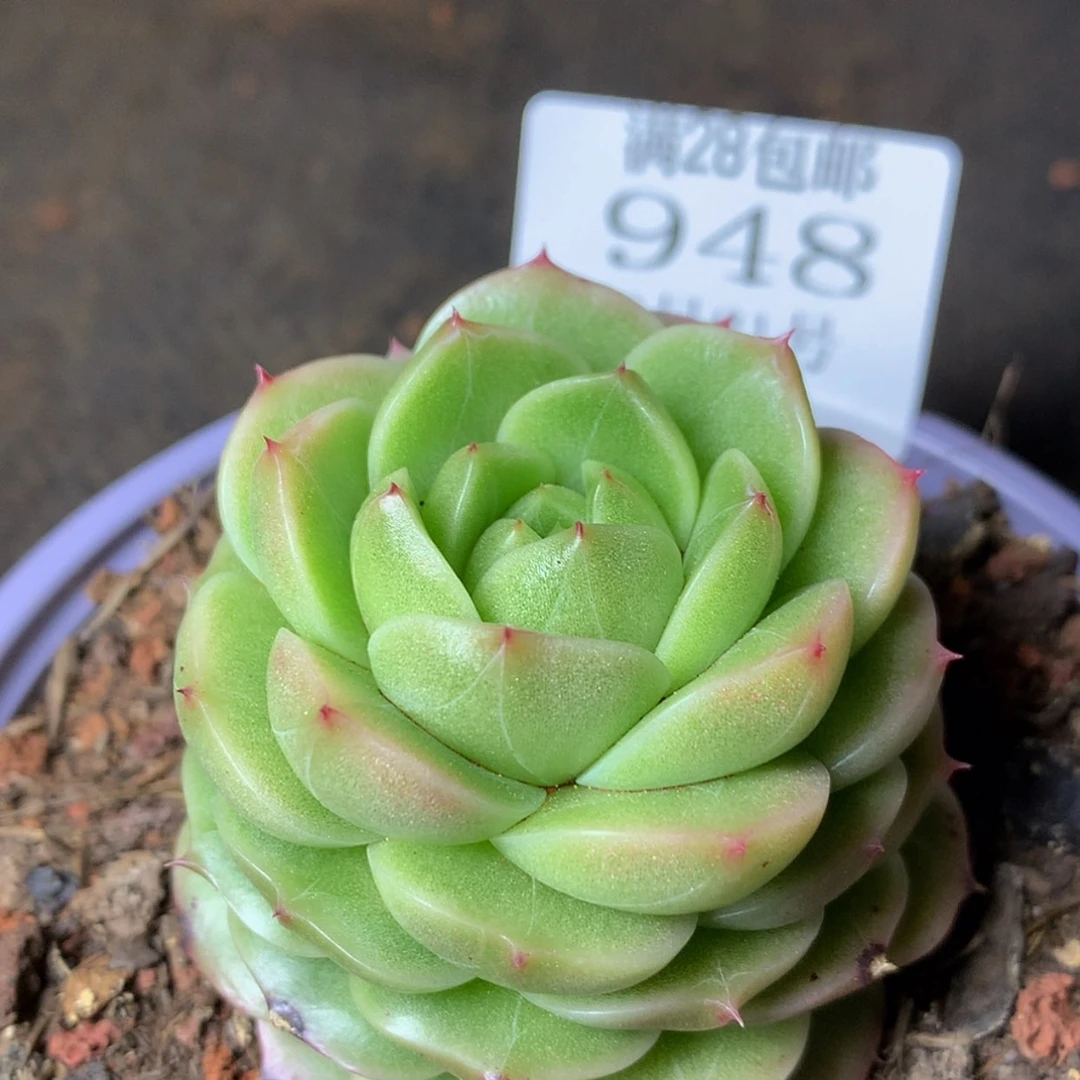 【闪购商品】云948