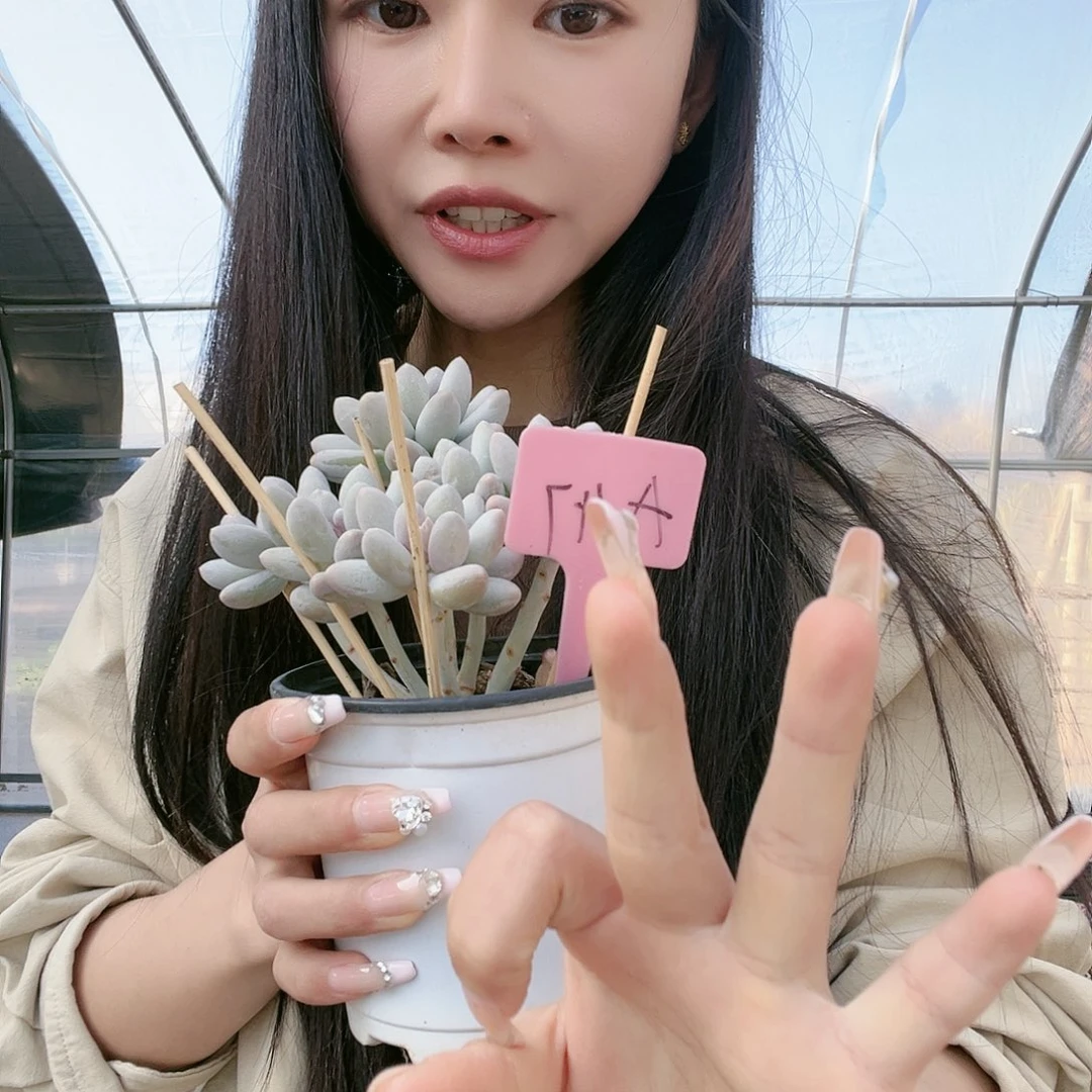 多肉植物一物一拍a47