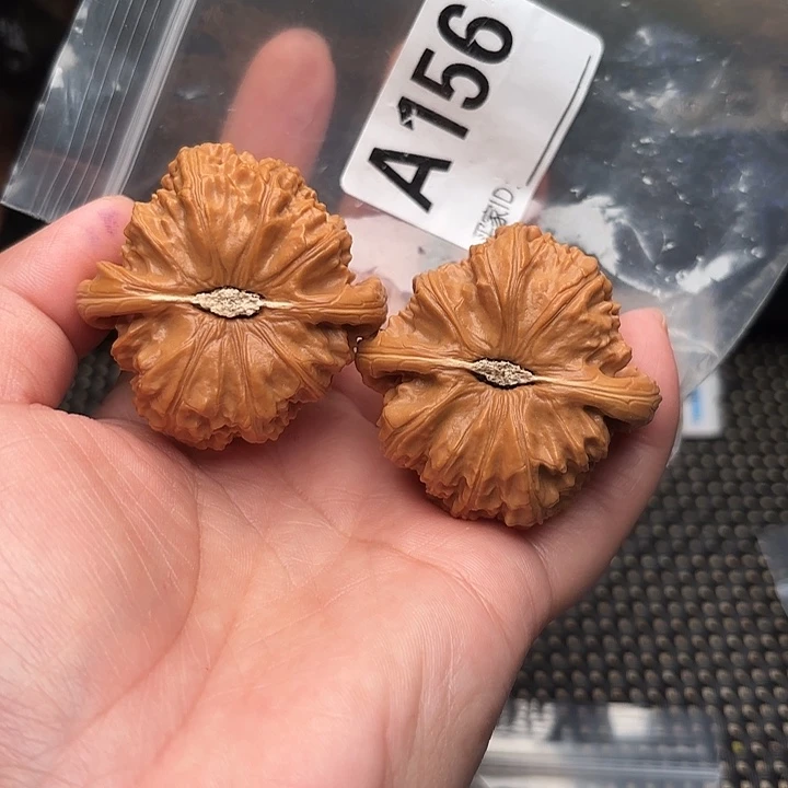 把件桃核核桃白狮子45
