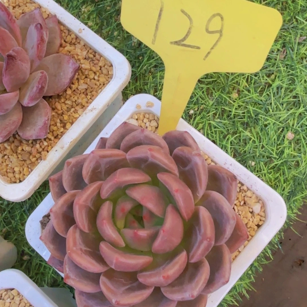 小****我的小可爱们都好可爱