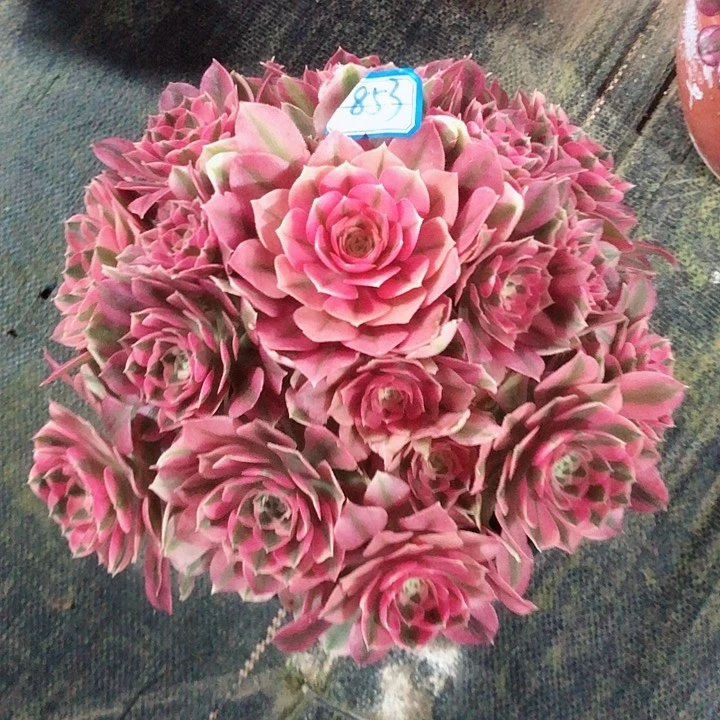 853粉女巫多肉法师