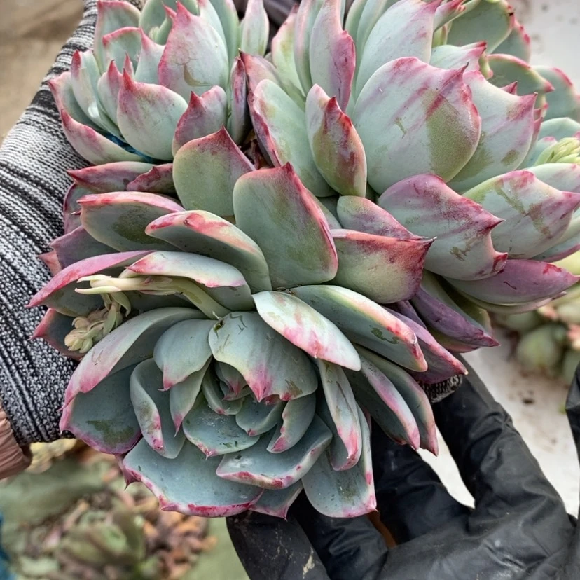 【闪购商品】万****7多肉植物