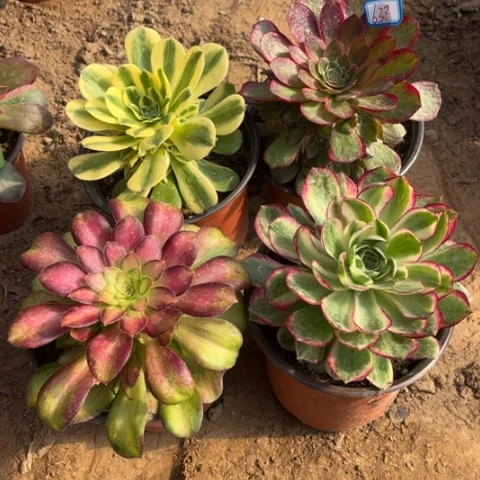 638多肉植物组合