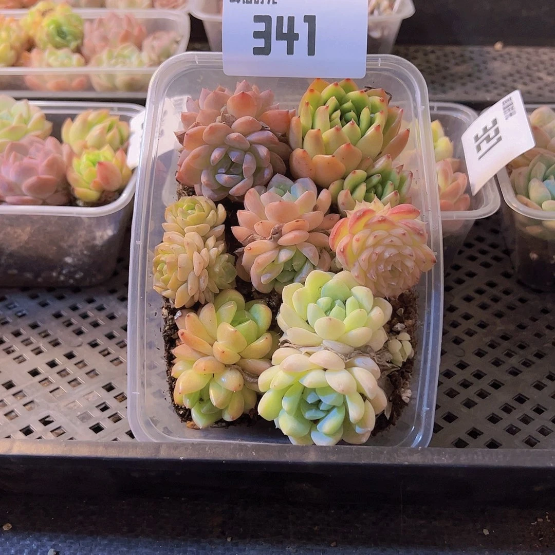 341.拼盘，多肉植物
