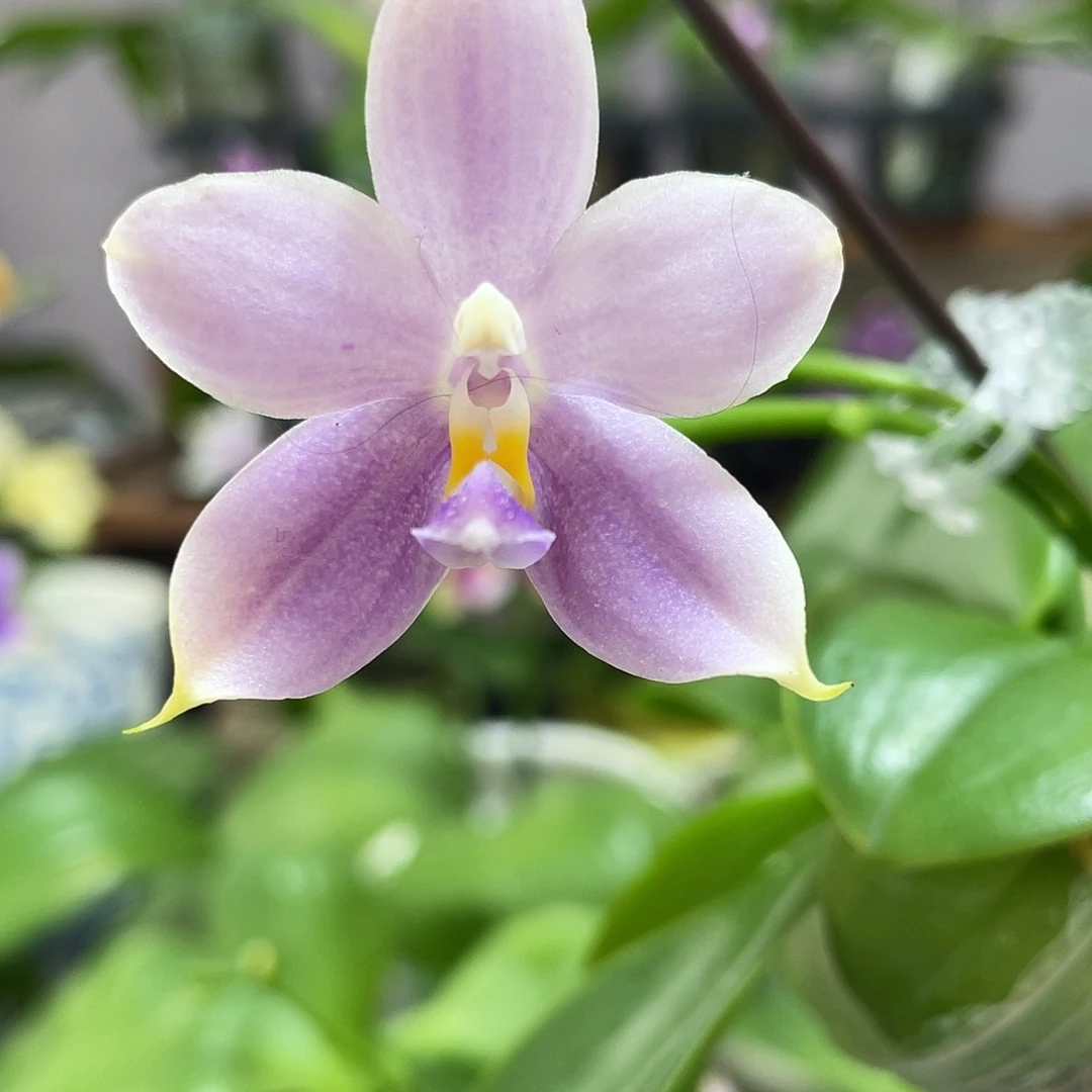 完全开放24叶瑕花期不保