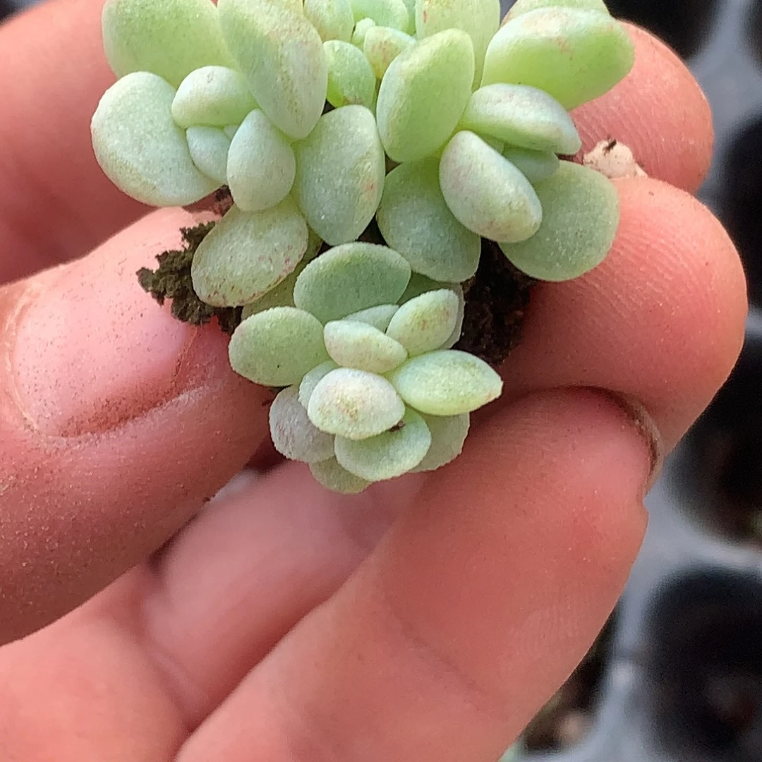 冰玉石化锦5头一物一拍