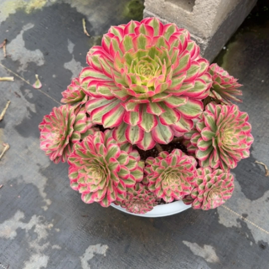 【闪购商品】法师多肉