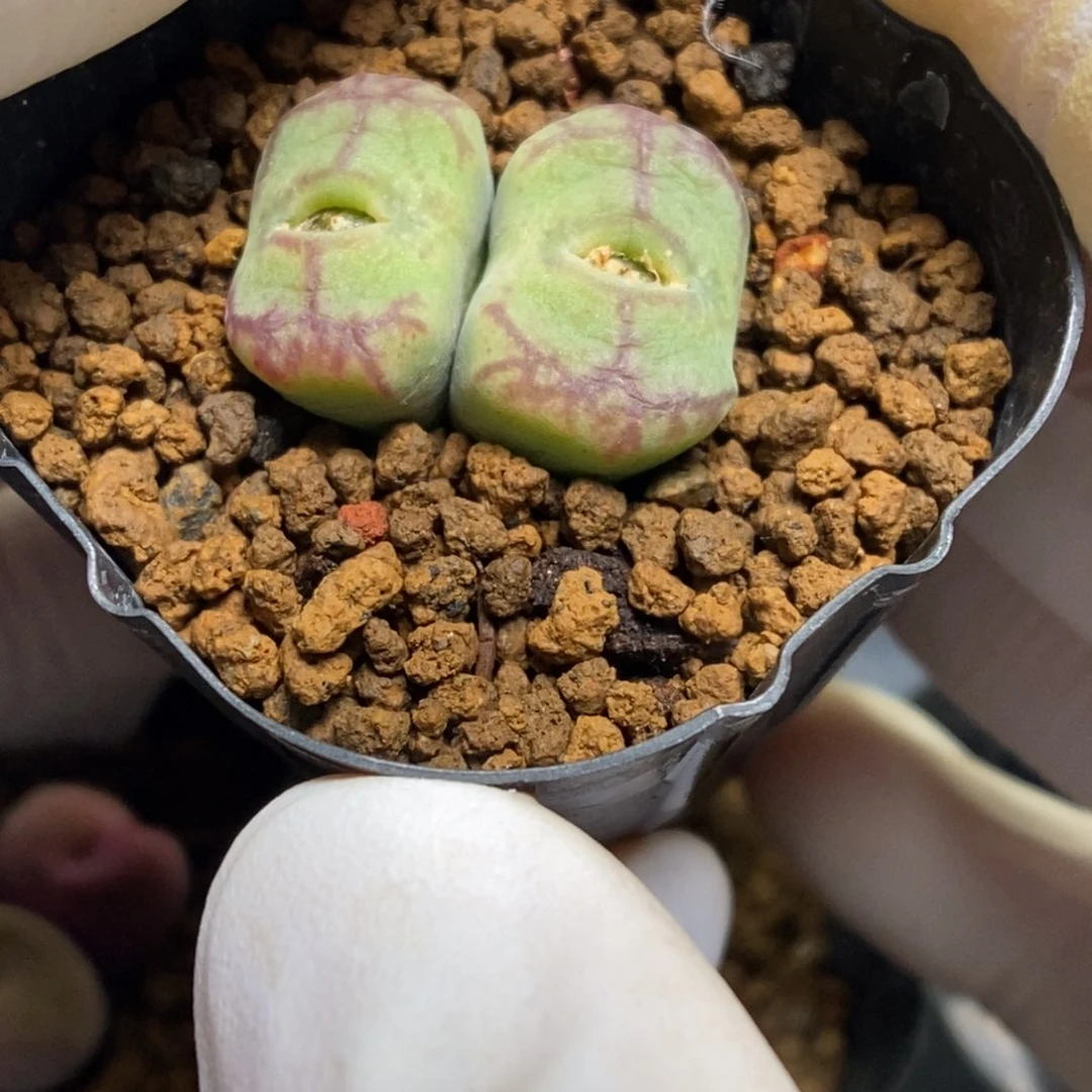 多肉植物肉锥杂交K-4989