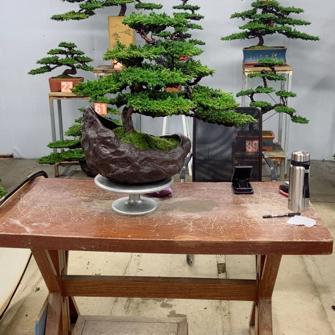 无花朵珍珠柏盆景