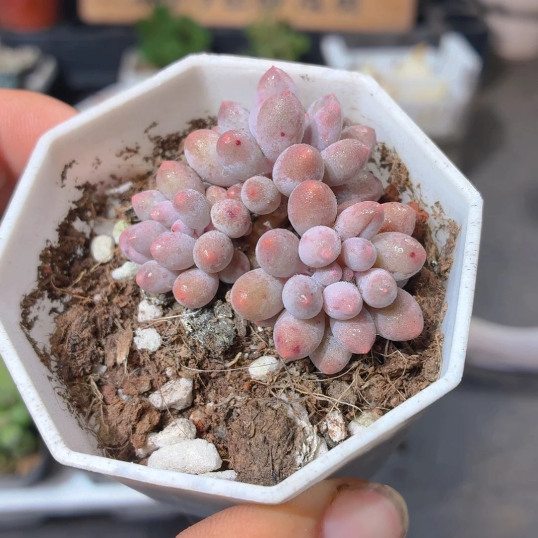 婴儿手指多肉9.9包邮发货