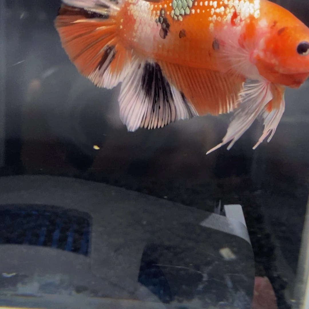 斗鱼356巨斗111111