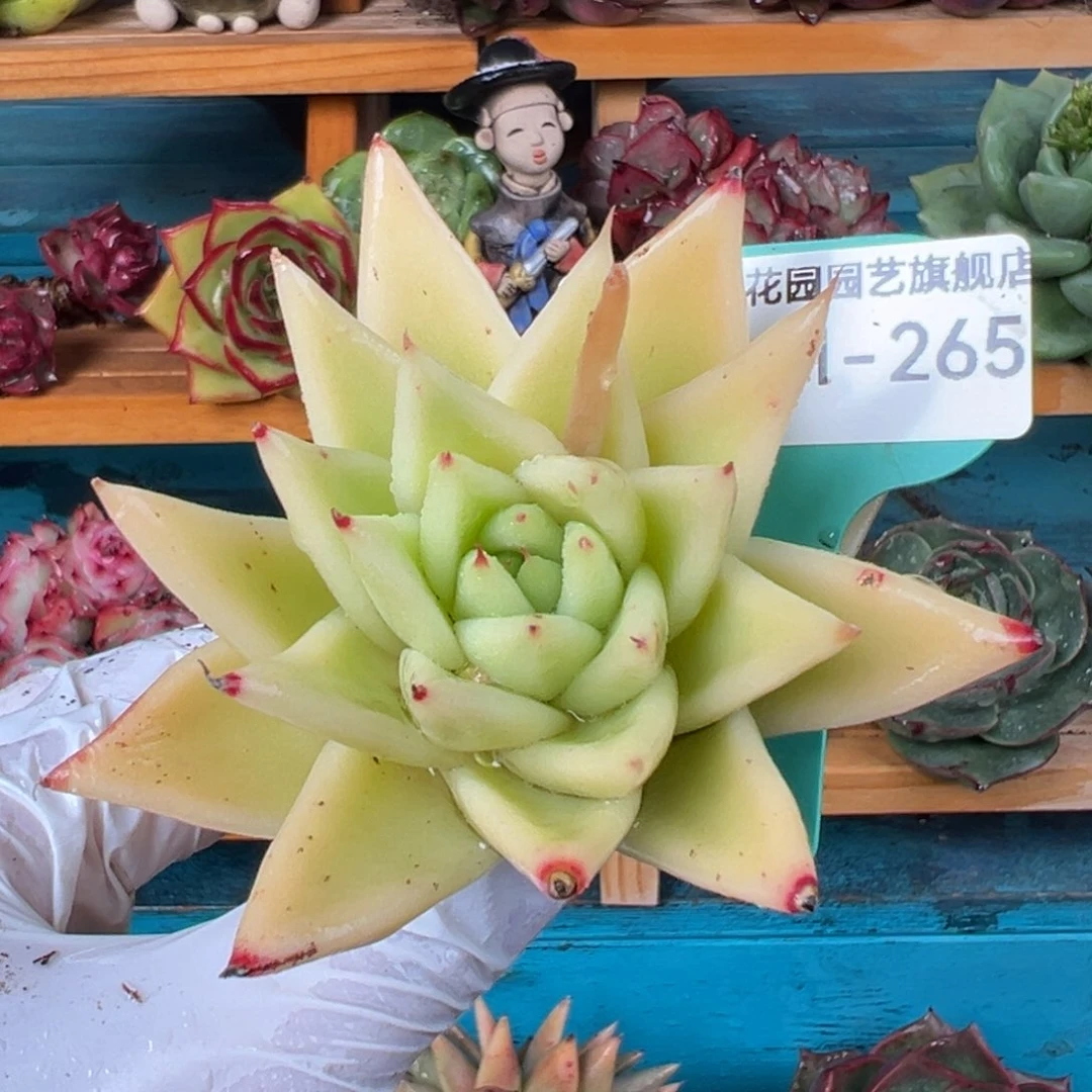 从前慢多肉精选编号0221.265