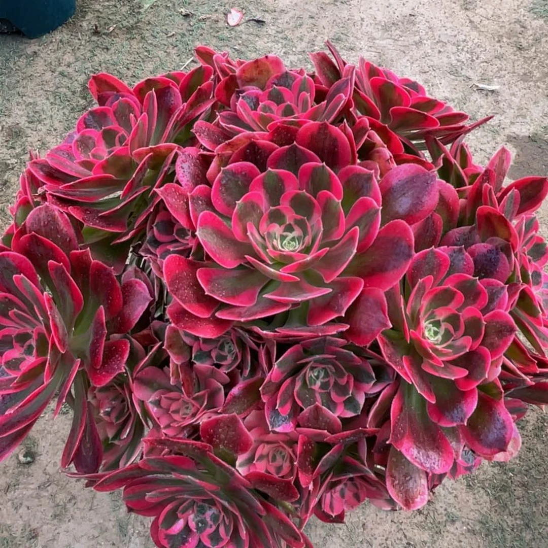 956初恋精品法师多肉