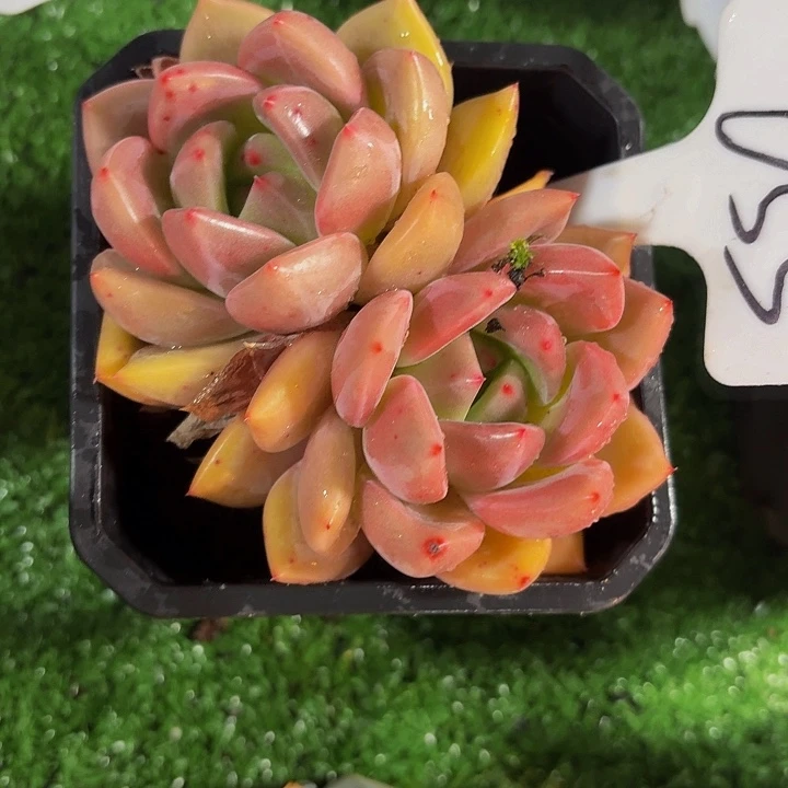 丽娟花卉粉色香槟