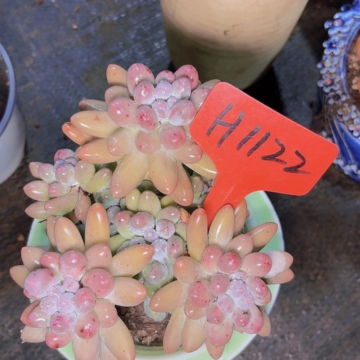 半*汤圆一物一拍H1122