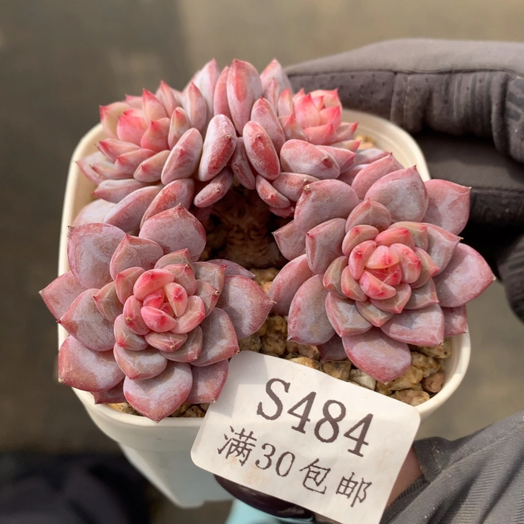 484。玉芙蓉老桩四头小树。