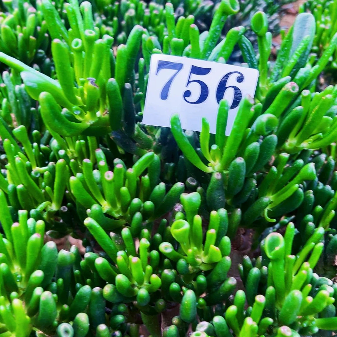 756号吸财树不带盆