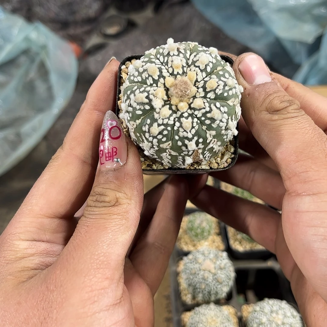 25844一物一拍单头发货