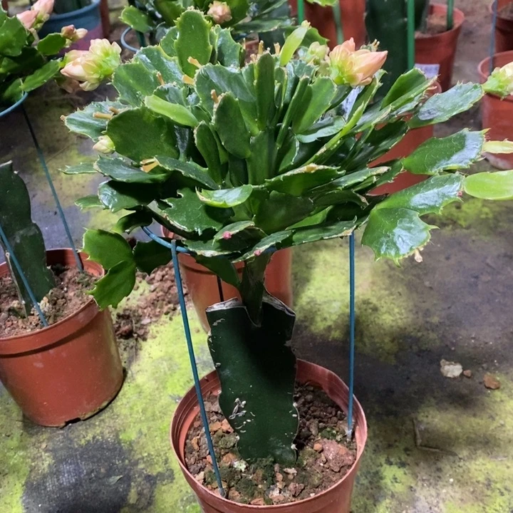 大部分花苞少量开放988嫁接043