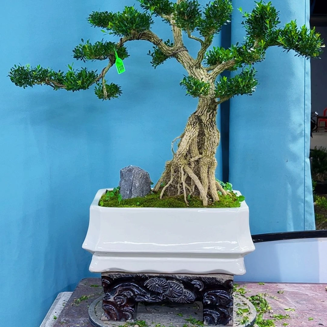 无花朵高端盆景艺术精品