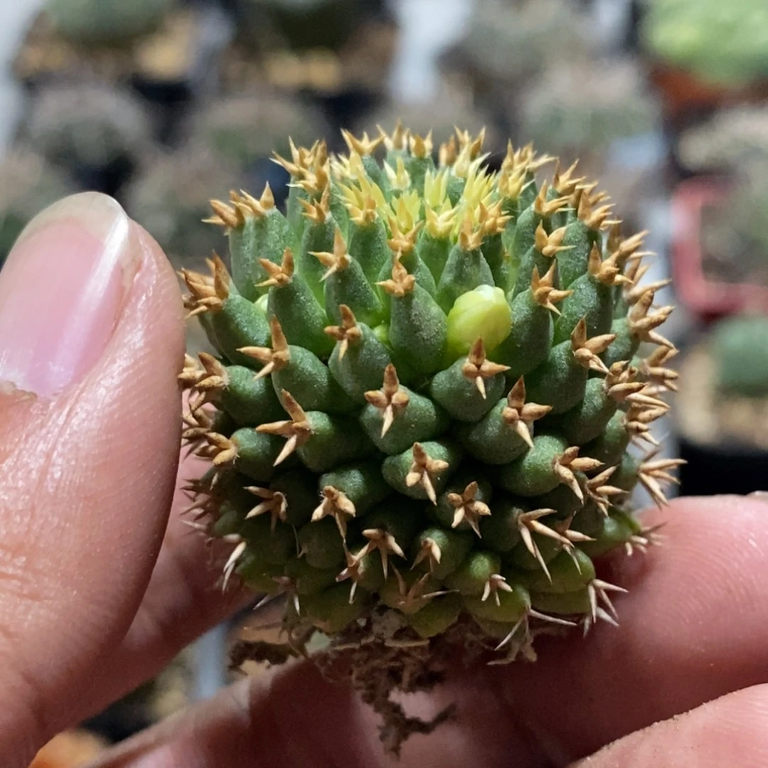 植播园艺短豪刺琴丝丸